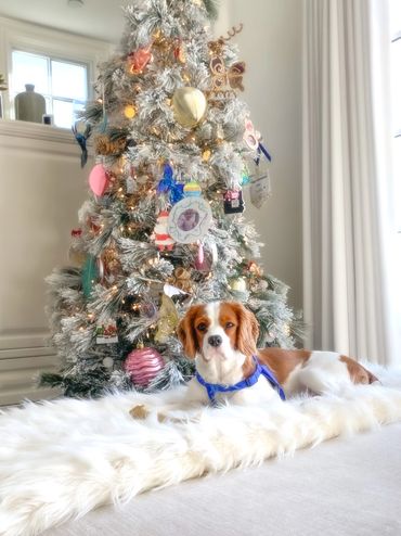 Blenheim Cavalier dog sitting in front of Christmas tree