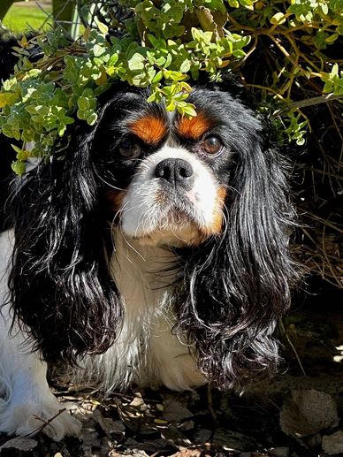 Cavalier dog sitting under tree