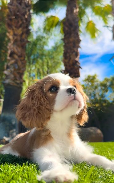 Blenheim Cavalier King Charles puppy lying on ground under palm trees