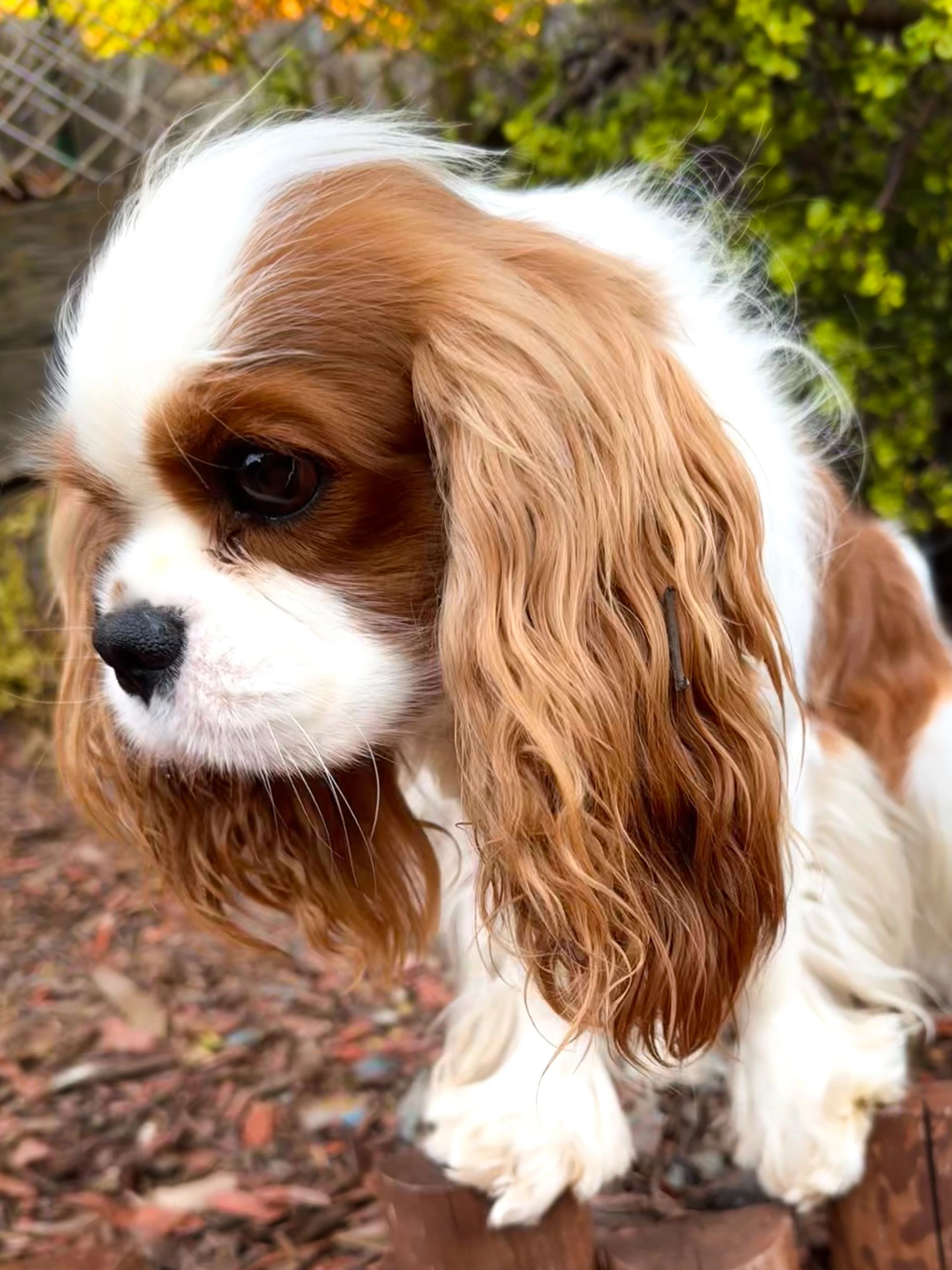 Close-up of Cavalier King Charles dog from Belarus