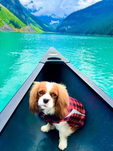 Cavalier King Charles dog on a boat on a lake.