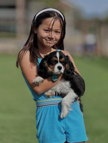 Young girl holding tri color Cavalier King Charles puppy dog