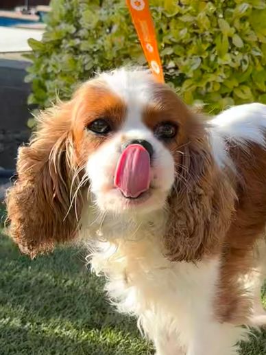 Blenheim cavalier King Charles dog with tongue out