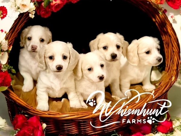 Five adorable white puppies in a flower-adorned basket. cream weenie dogs