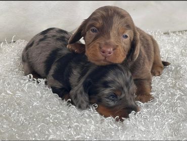 Two adorable newborn puppies cuddling on a soft textured blanket.
