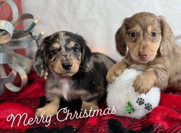 Two adorable puppies with Christmas decorations and text wishing Merry Christmas.