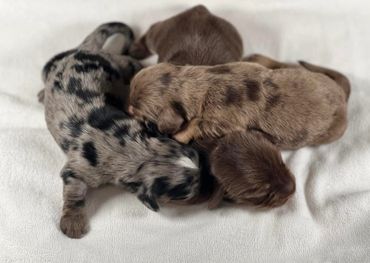 Four newborn puppies snuggling close on a soft white blanket.