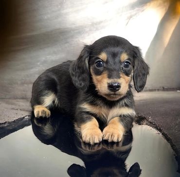 A cute black and tan dachshund puppy lying down with its reflection in water.