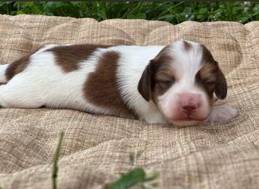 A newborn brown and white puppy lying on a beige blanket outdoors.