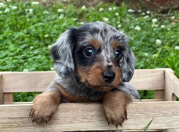 Adorable dachshund puppy with blue merle coat in a wooden crate outdoors.
