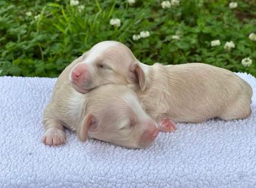 Two newborn puppies sleeping closely together on a white blanket outdoors.