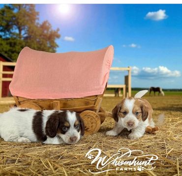 Two adorable puppies lying on straw near a small wooden covered wagon on a sunny farm.