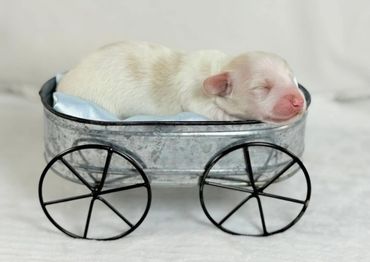 Newborn puppy peacefully sleeping in a small metal wagon.