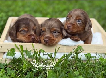 Three adorable brown dachshund puppies resting in a wooden box outdoors.