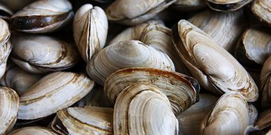 Canned/Glass Jar Shellfish