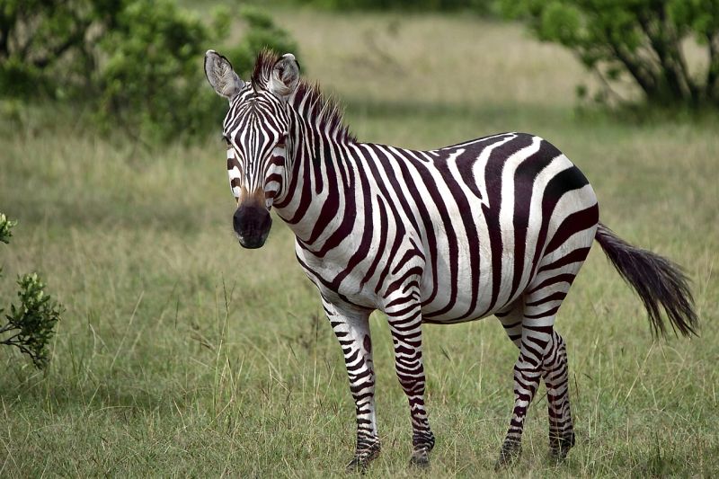 animal-4917802_1280.jpg