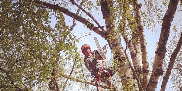 Tree service 