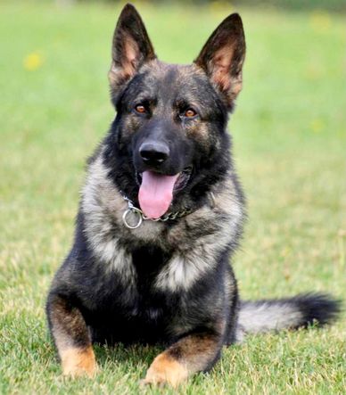 El Paso County Sheriff’s Office K9 Falco. Falco was imported from Germany and honorably served with 