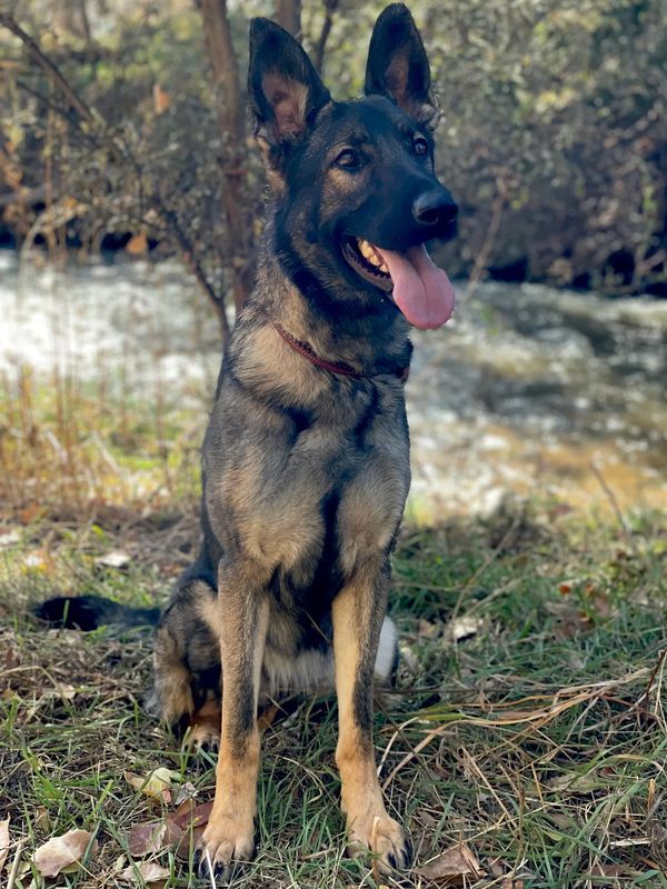 A happy German Shepherd dog sitting outdoors near a river.