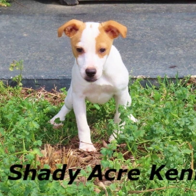 Small puppy standing on grass with a focused look.