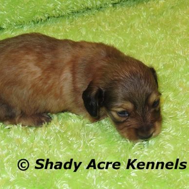 A small brown puppy lying on a bright green fuzzy blanket.