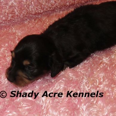 Newborn black and tan puppy resting on a pink textured blanket.