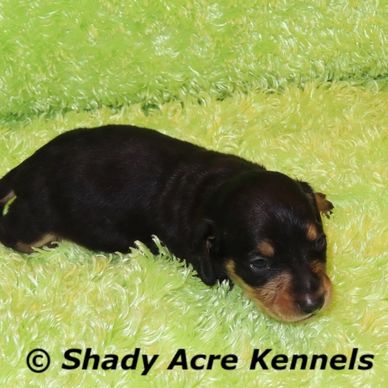 A tiny black and brown puppy lying on a bright green fuzzy blanket.