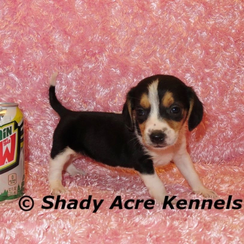 A small tricolor puppy stands on a pink textured blanket next to a soda can.