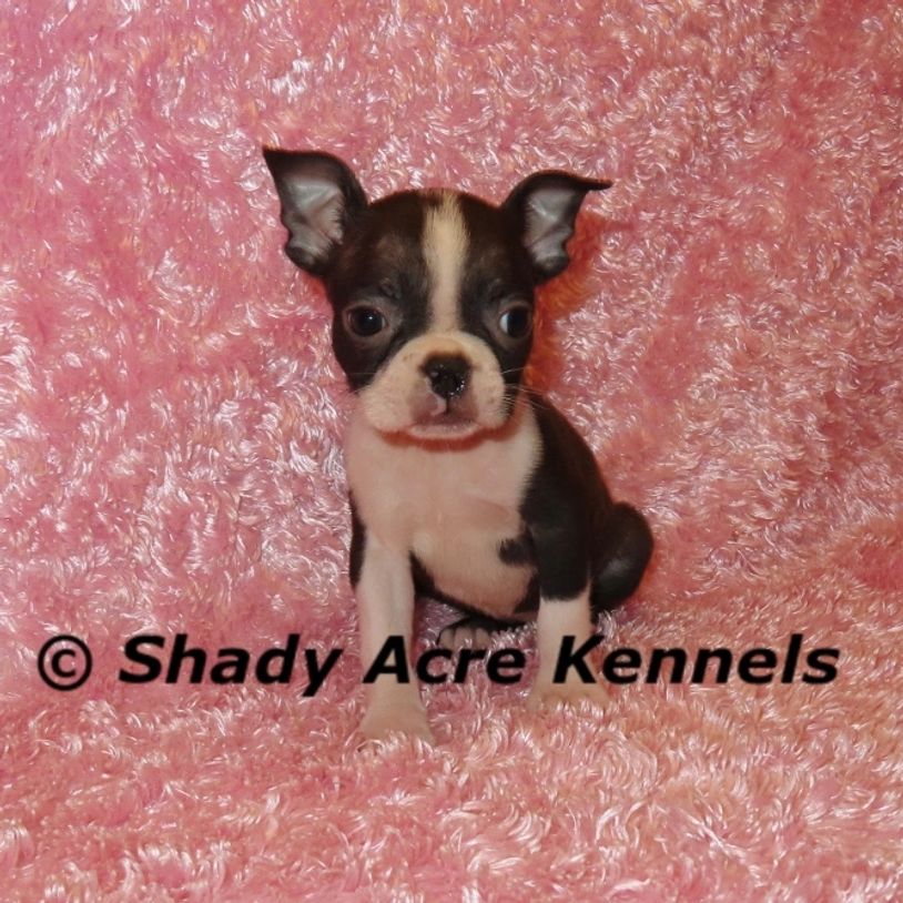Small Boston Terrier puppy sitting on a pink fluffy blanket.