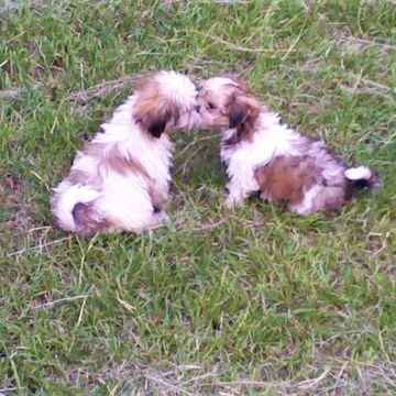 Two small puppies sitting face to face on the grass.