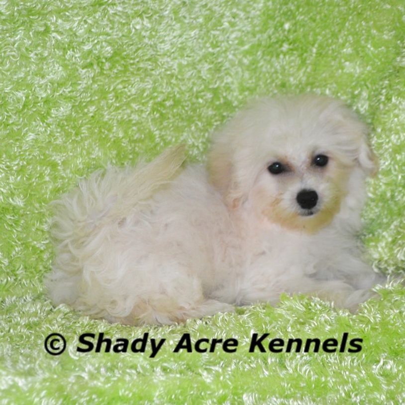 Small fluffy white puppy lying on a green textured surface.