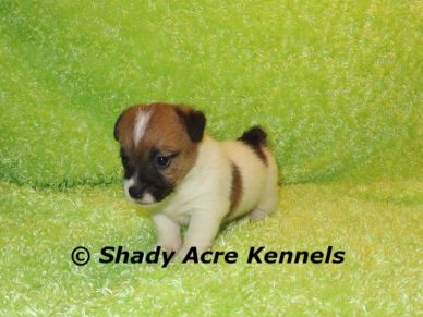 Tiny puppy standing on green fuzzy surface.