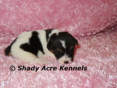 Newborn black and white puppy sleeping on a pink blanket.