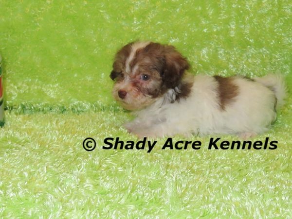 Small brown and white puppy lying on a green textured surface.