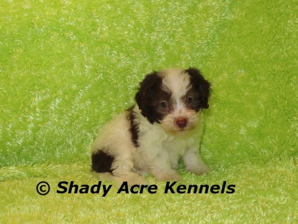 Small black and white puppy sitting on a green fluffy surface.