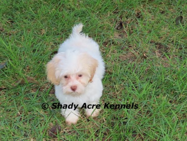 Small fluffy white puppy standing on grass.