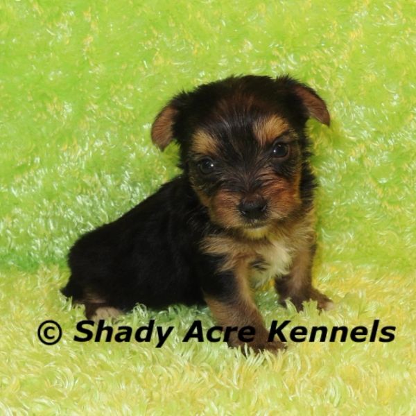 Small black and brown puppy sitting on a green fuzzy blanket.