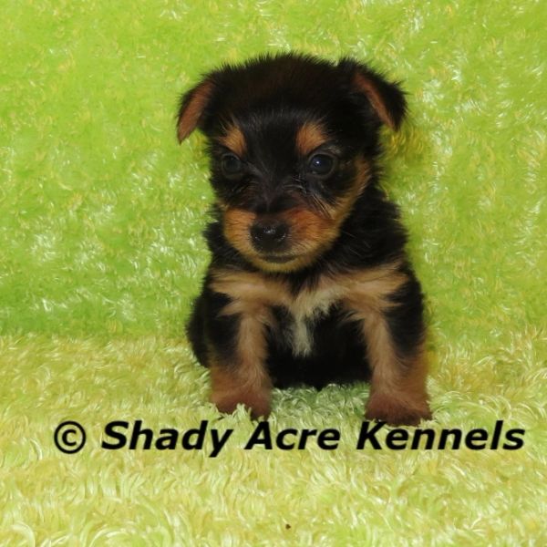 Small black and brown puppy sitting on a green fluffy surface.