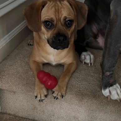 Small brown dog with a red toy lying on carpeted stairs next to a larger dog's paws.