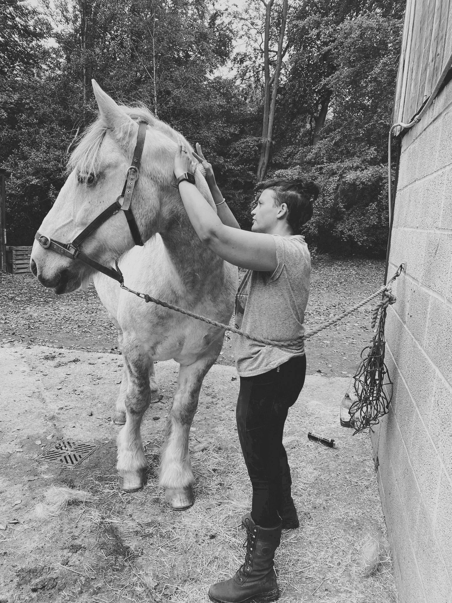 Horse Massage, Equine Massage, Soft Deep Tissue Horse Massage and Body