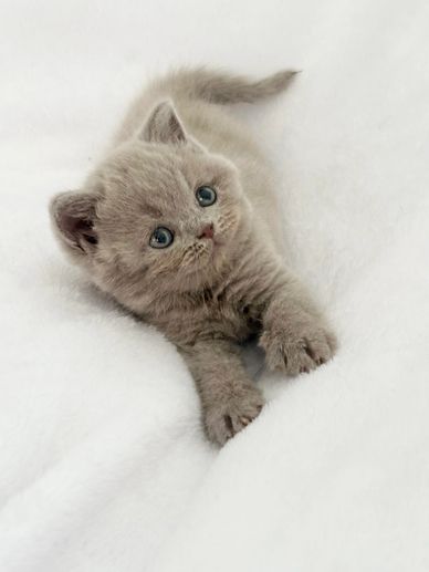 Adorable gray kitten stretching on white blanket.