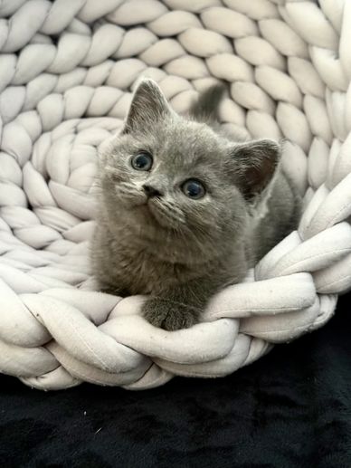 Adorable gray kitten resting in a cozy knitted basket.