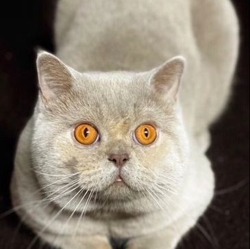 Gray cat with striking orange eyes.