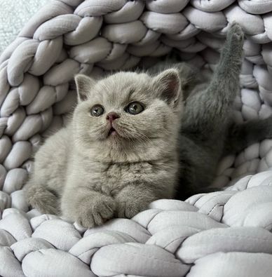 Fluffy gray kitten sitting on a soft woven blanket.