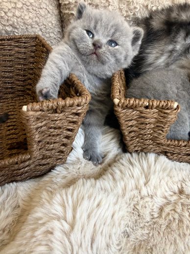 Gray kitten peeking between two wicker baskets.