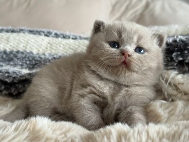 Fluffy gray kitten with blue eyes lying on a soft blanket.