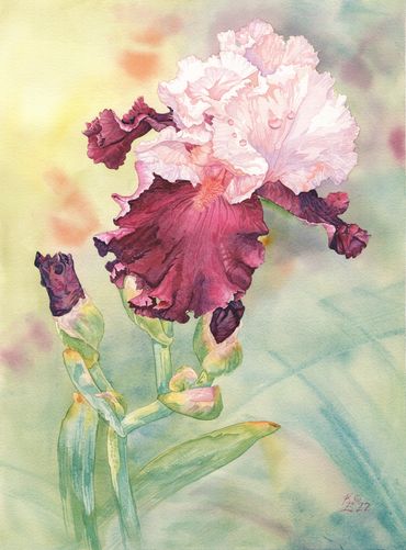 OCELOT BEARDED IRIS
12x16 Print $102 in an upcycled frame.
11.5 x 15.5 Original Watercolor $270