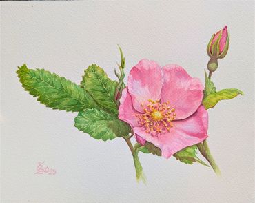 Nootka Rose
Original Watercolor