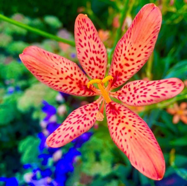 Taking the image of a multi coloured flower