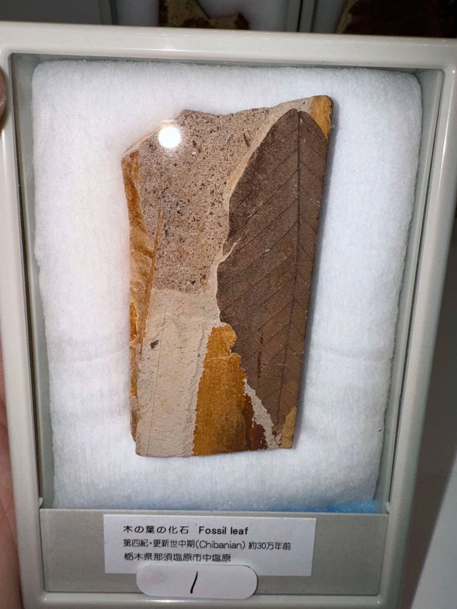 Leaf Fossils from Japan (Set 1)